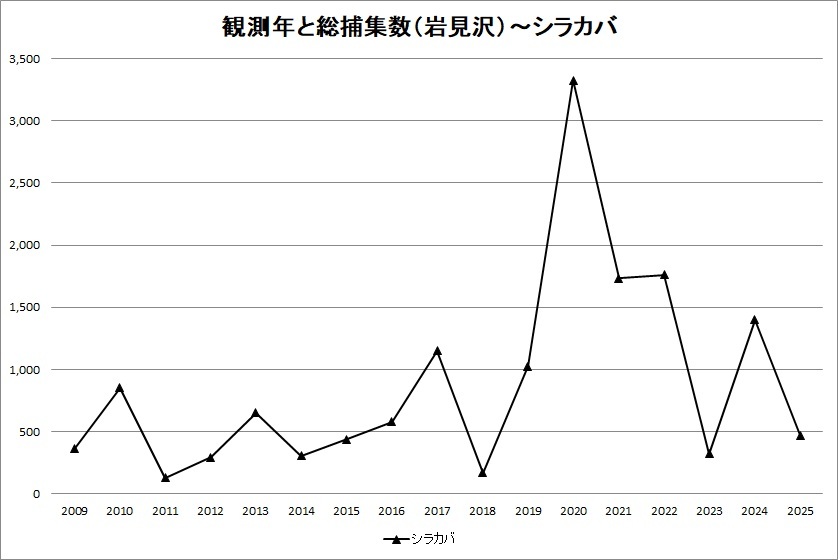2025 しらかば.jpg