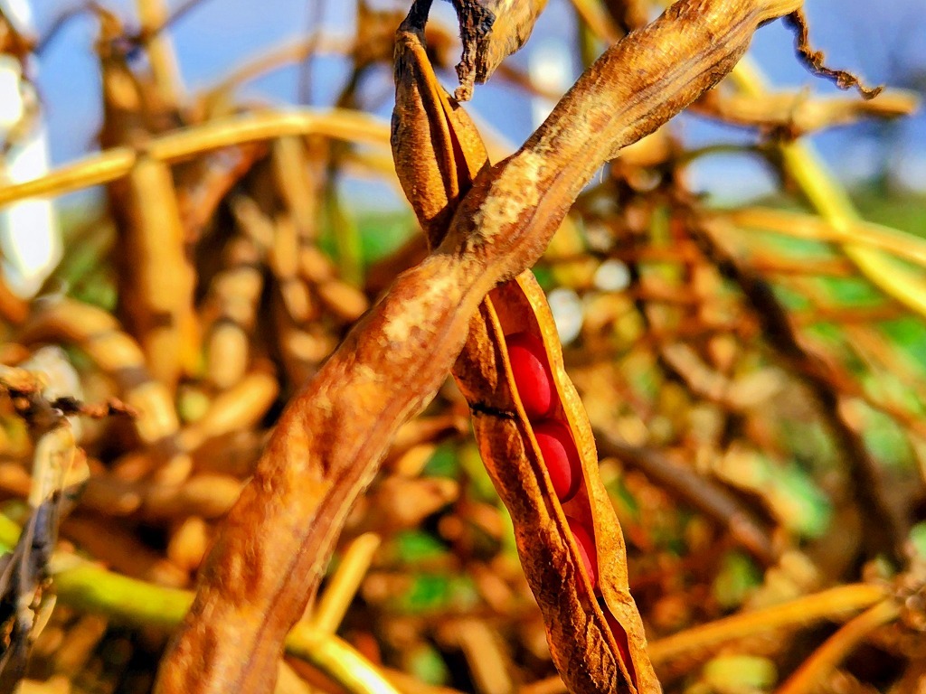 251014adzuki beans in a pod