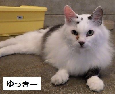 ゆっきー1.JPG