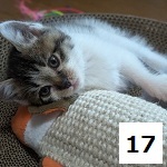 7C-7-17サムネイル.jpg