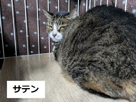 サテン1.jpg