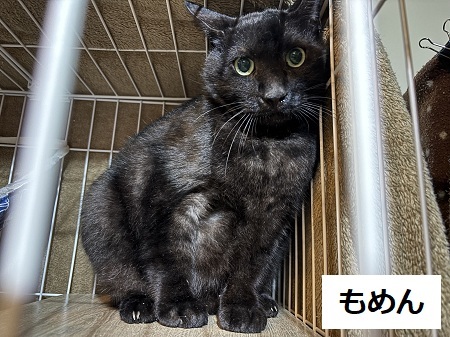 もめん1.jpeg