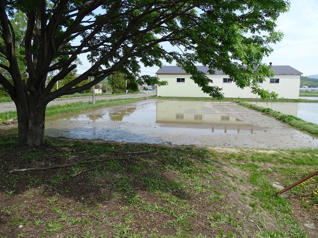 稲作体験学習の田んぼ（会場）
