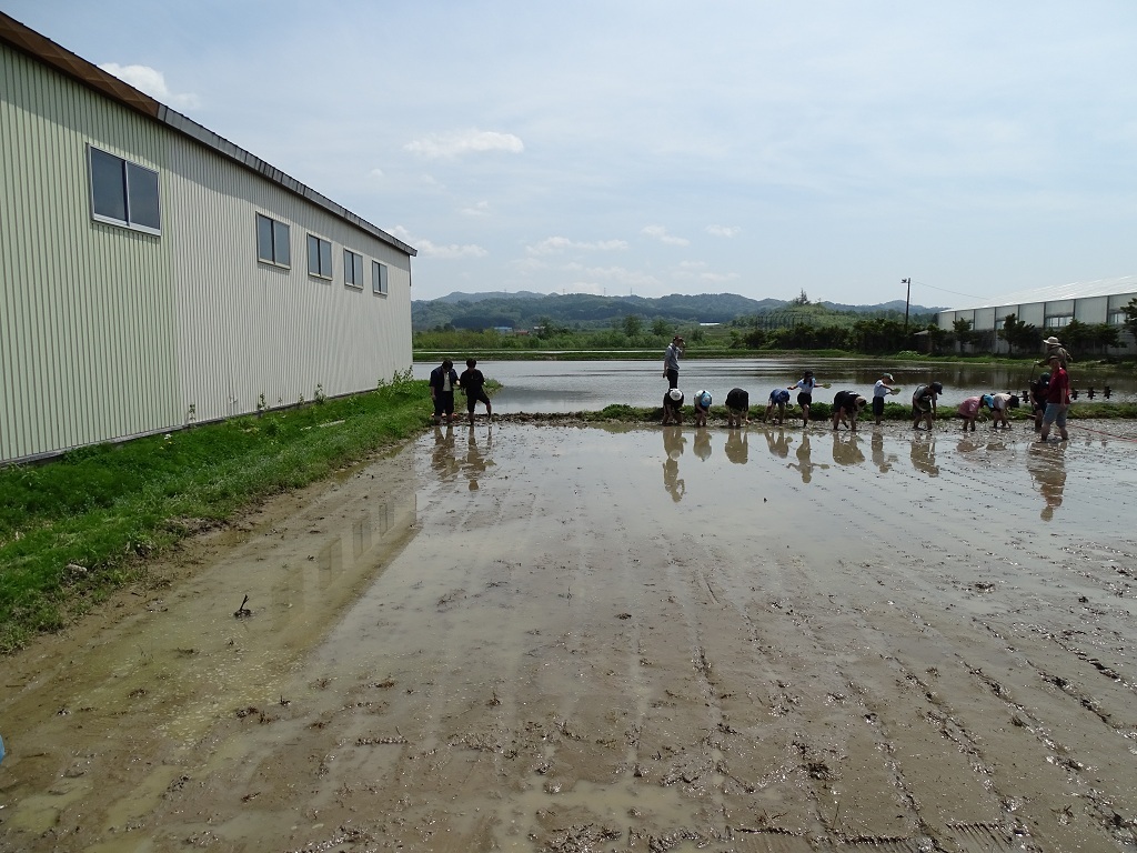 田植え終盤写真