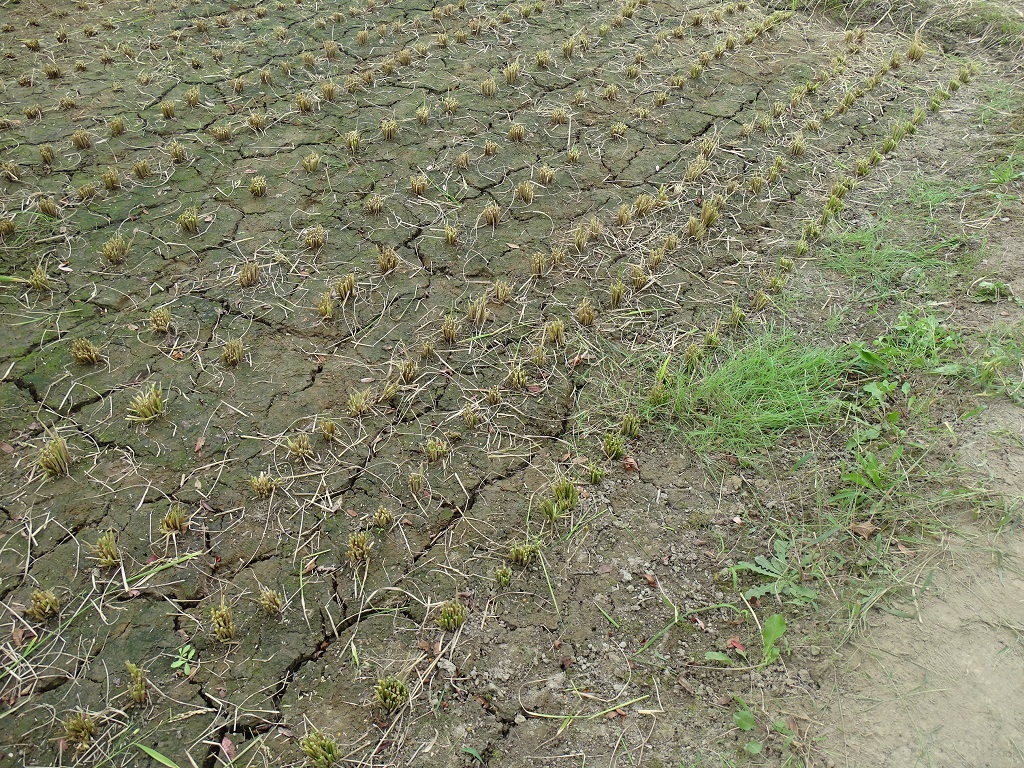 稲を刈り取り後の田んぼ