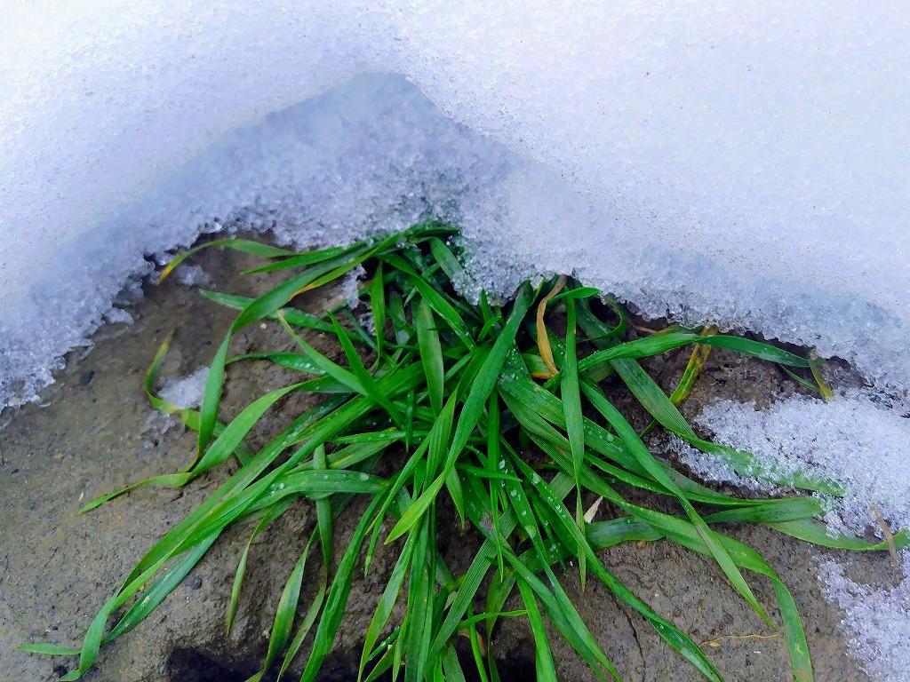 the wheat  passing the winter under the snow